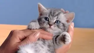 Милый котенок грозно шипит и ругается на тапки