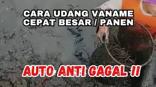 Udang Vaname Cepat Besar // Mengatasi Penyakit Udang Vaname // Obat Udang Cepat Besar dan Panen