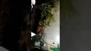 Малек золотой рыбки, чем кормлю.
