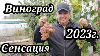 Виноград Сенсация 2023