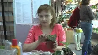 ДФ.Вырастить фиалку.Первые шаги.Н.Чистякова