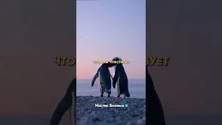 Did you know that penguins have an amazing romantic side?❤