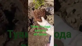 Огромные корни у туи через 2 года