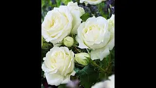 Заказ на весну в питомнике FLORALI,что знаете о нем?