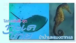 โลกสลับสี ชุด ทะเลไทย: ม้าน้ำและแมงดาทะเล (2533)