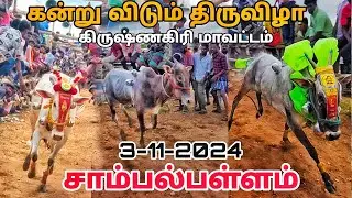 சாம்பல்பள்ளம் கன்று விடும் திருவிழா கிருஷ்ணகிரி மாவட்டம்