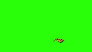Butterfly Green Screen Footage