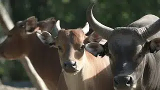 Zoo Doo