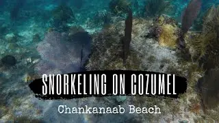 Snorkeling on Cozumel (Chankanaab Beach)