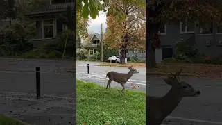 Deer #nature #shorts #animals #wildlife #peaceful #victoria #britishcolumbia #canada