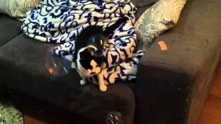 Minha gata Gotó brincando com bolhas de sabão (2)