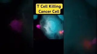 T Cell Kills Cancer Cell #scitech #scienceandtechnology #sciencetechnology #