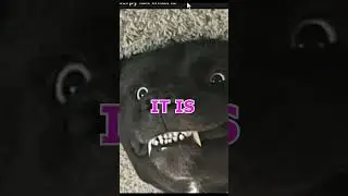 This dog is scary!