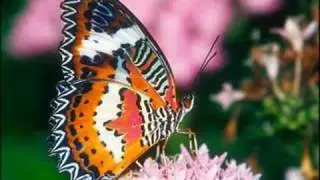 MJs de amor-AMOR & POESIA