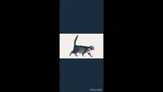 Просто кот