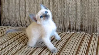 ЯНГОЛЯ   YANGOLYA Royal Symphony    |    f,a,1.5m   born 21.12.16