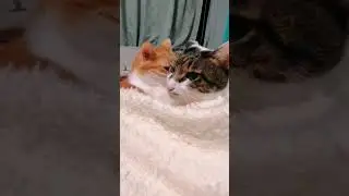 猫のひそひそ話し 　#cat