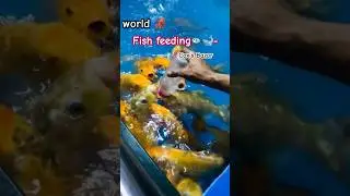 📍Fish feeding at Cox's Bazar 🐟💫- #fishing #fishfeeding #coxsbazar #radientfishworld #shorts
