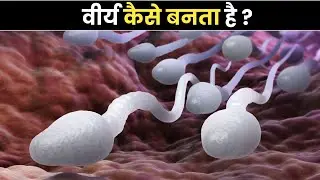 The Scientific Process of Semen Formation | वीर्य कैसे बनता है | Sperm kaise banta hai