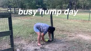 Busy Hump Day