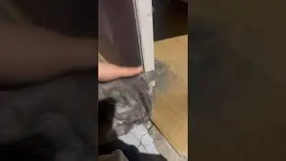 얘누구여? #간택 ?  #cat #catvideos