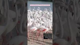 В Дубаях очень много птиц, у нас на районе летают попугаи, где-то по дорогам ходят павлины.
