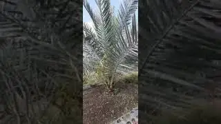 Judul :  KURMA TUMBUH DAN BERBUAH DI DAERAH DINGIN ,DPL 850 meter di INDONESIA(  PRESIDEN ERI )