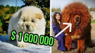 TOP 10  Most EXPENSIVE DOG BREEDS In The World