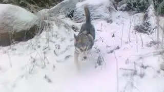 Лютик - помощник.