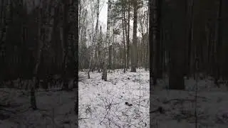 Новая лесосека