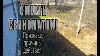 СМЕРТЬ СВИНОМАТКИ!