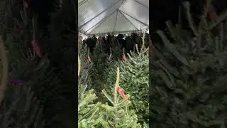Маленькая девочка выбирает елку. Видео с ребенком! 