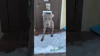 Хороший мальчик!