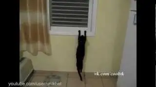 Самое прикольное видео кот боится высоты Cat is afraid of heights