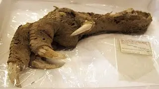 8 Incredible Archaeological Discoveries!