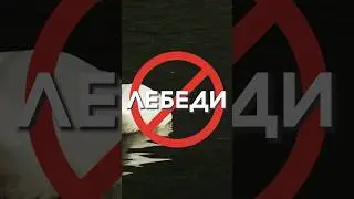 ПОЧЕМУ НЕЛЬЗЯ ЛЕБЕДЕЙ в ПРУД? 