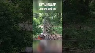 Агрессивный павлин #shorts #приколы #краснодар