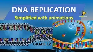 DNA REPLICATION :(SIMPLIFIED PROCESS WITH ANIMATION) GRADE 12 LIFE SCINCE 2021| ThunderEDUC: M.SAIDI