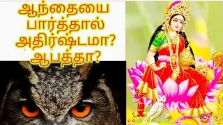 ஆந்தையை பார்த்தால் என்ன நடக்கும் அதிர்ஷ்டமா,ஆபத்தா,திடீர் பண வரவு கிடைக்குமா?