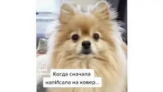 Шпиц 
