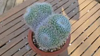 Owl's eye cactus - Mammillaria parkinsonii - August 2024