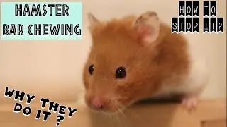 HAMSTER BAR CHEWING! Why they do it? How to stop it? 🤔