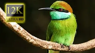 Small BIRDS 12K HDR 60fps Dolby Vision - Amazing Animal World