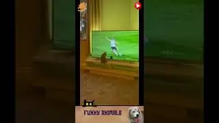 приколы с животными , смешные моменты , коты и собаки  , смех до слез #cat #dogs #animals