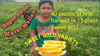 SWEET GOLD VARIETY (Water melon)