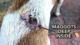 Helping a street dog with a back injury, Asking for help