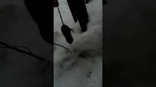 Нашли мышь и поймали!!!