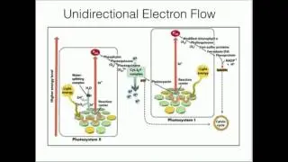 Ferredoxin:NADP+ Reductase: Generation of NADPH