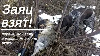 Первый заяц в сезоне. Стрелял "по-ковбойски"