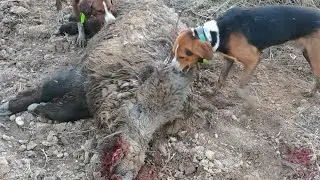 Dolu Dizgin Bir Domuz Avı / Wild Boar Hunting.
